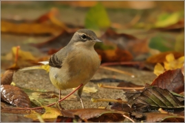 <p>KONIPAS HORSKÝ (Motacilla cinerea) /Grey wagtail - Gebürgsstelze/</p>